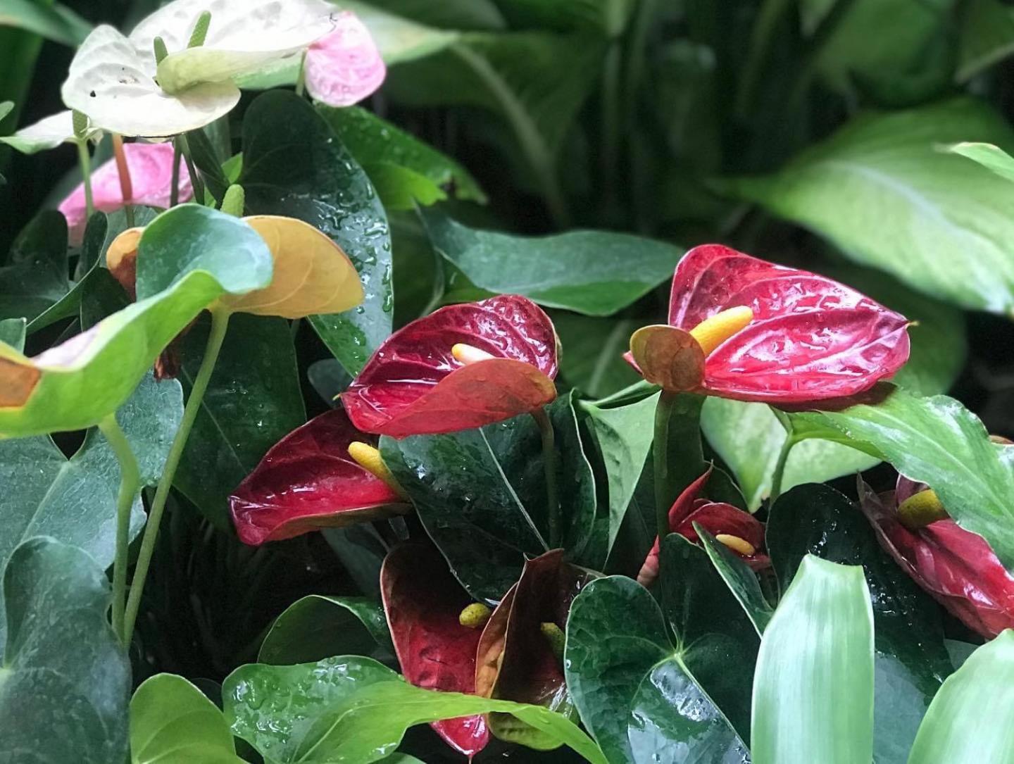 At Leaf Villa Чиангмай Екстериор снимка